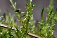 Calliergon cordifolium image