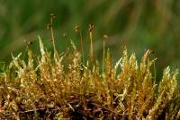 Calliergon cordifolium image