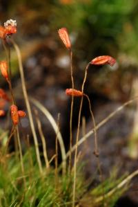 Dicranella heteromalla image