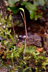 Hygroamblystegium varium image