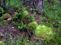 Leucobryum glaucum image