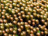 Polytrichum juniperinum image