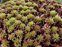 Sphagnum Capillifolium red bogmoss, northern peat moss, acute-leaved b –  Mosswholesale