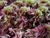 Sphagnum Capillifolium red bogmoss, northern peat moss, acute-leaved b –  Mosswholesale