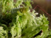 Sphagnum palustre image