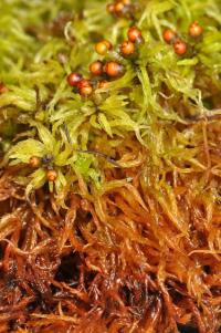 Sphagnum teres image