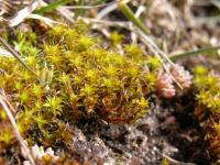 Syntrichia ruralis image