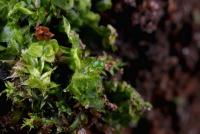 Lophocolea heterophylla image