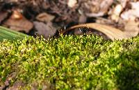 Sematophyllum adnatum image