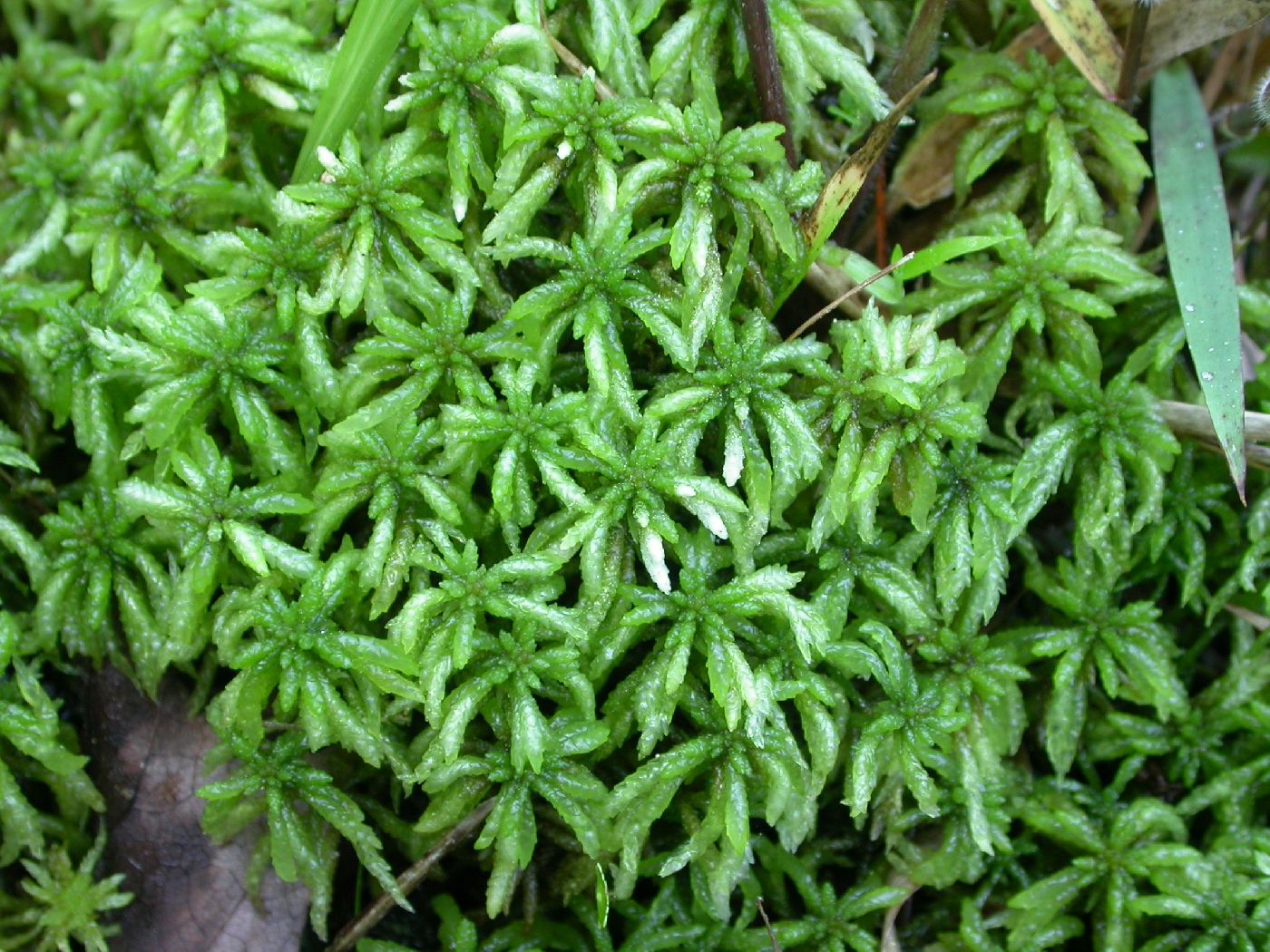 Sphagnum portoricense