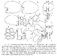 Frullania gaudichaudii image