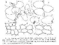 Frullania gaudichaudii image