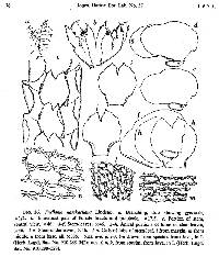 Image of Frullania hasskarliana