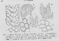 Frullania meijeri image