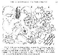 Frullania mizutanii image