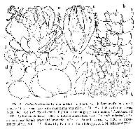 Frullania mizutanii image