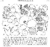 Image of Frullania ocellata