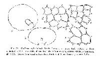 Frullania reflexistipula image