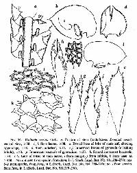 Image of Frullania serrata