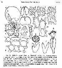 Frullania serrata image