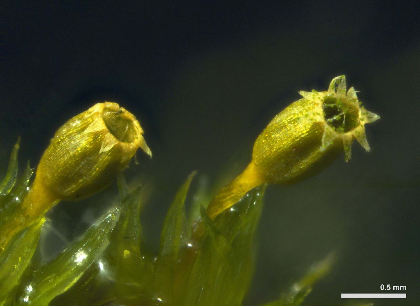 Ulota crispa image