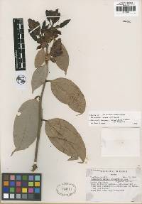 Image of Cavendishia tarapotana