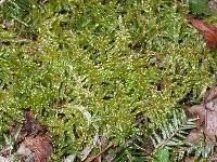 Pseudoscleropodium purum image