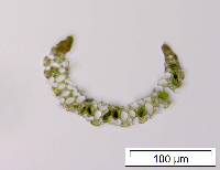 Paraleucobryum longifolium image