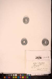 Sphagnum balticum image