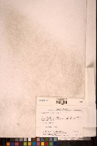 Cynodontium polycarpon image