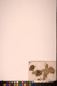 Sphagnum magellanicum image