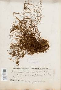 Frullania atrata image