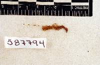 Symblepharis vaginata image