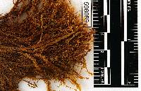 Leptodontium excelsum image