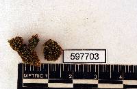 Hydrogonium orientale image