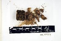 Hydrogonium orientale image