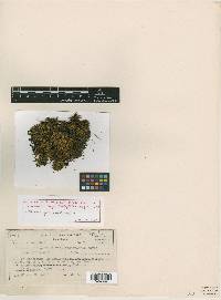 Grimmia pulvinata image
