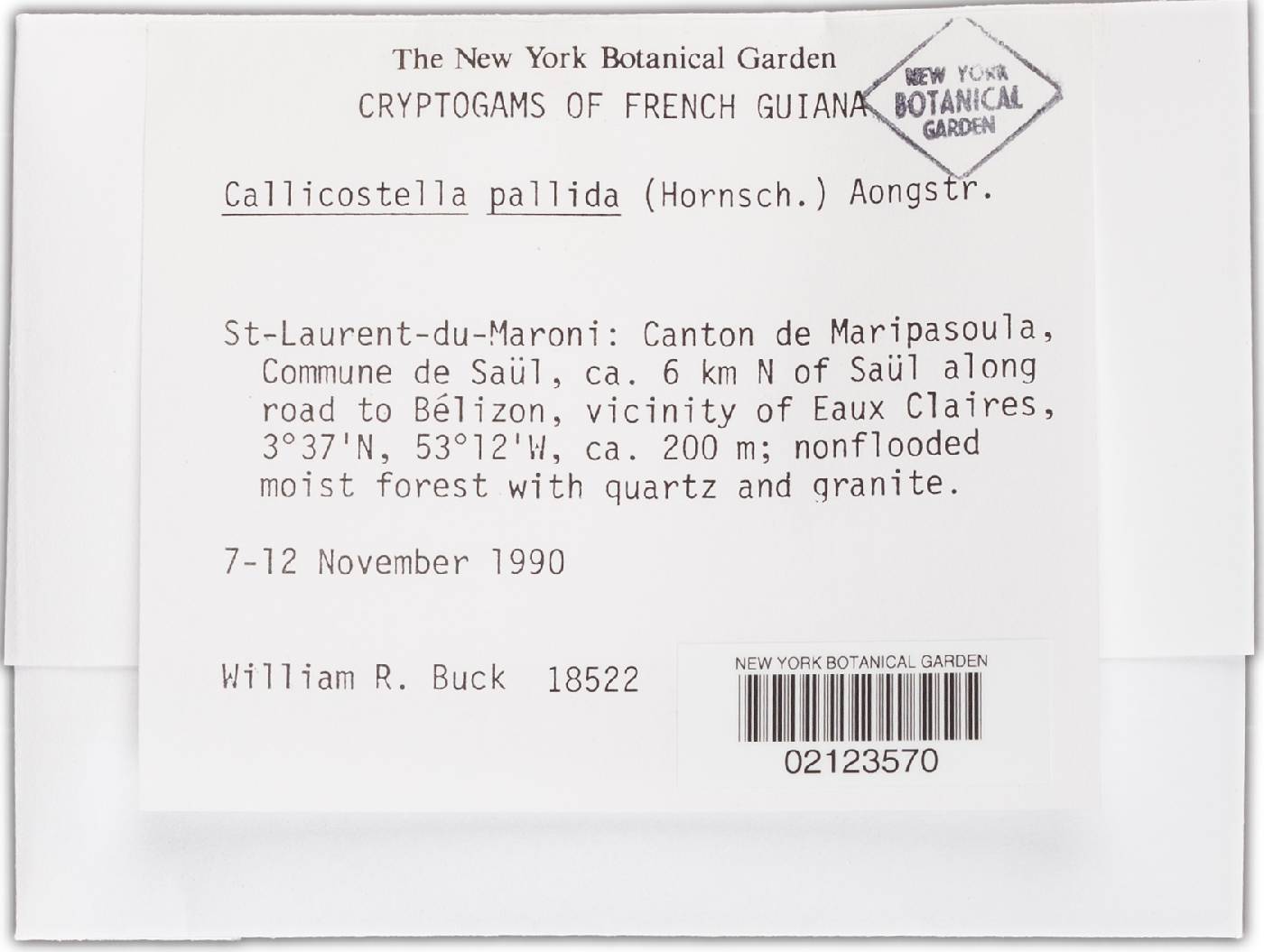 Callicostella pallida image
