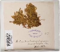 Thamniopsis undata image
