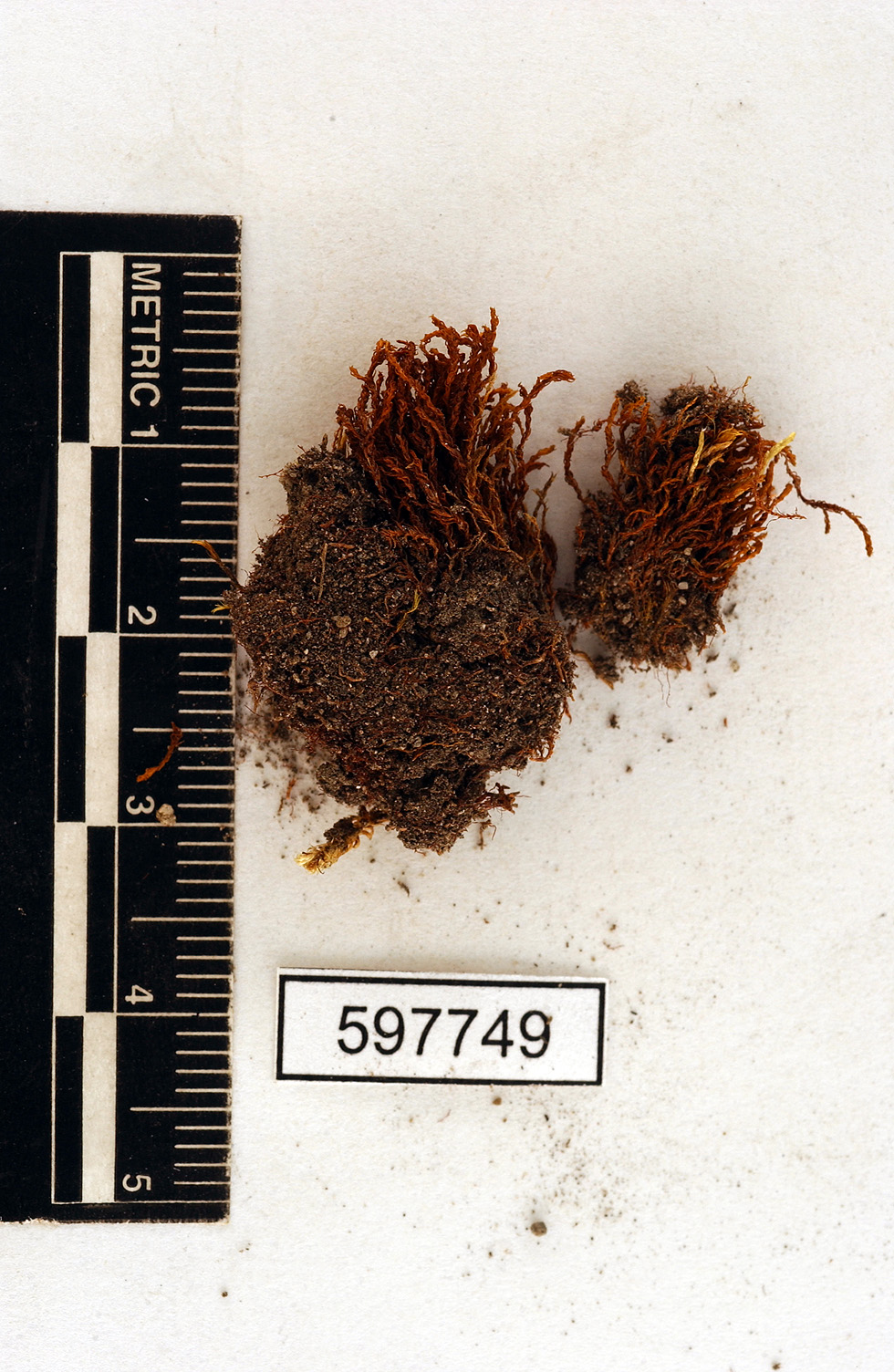 Bryoerythrophyllum ferruginascens image
