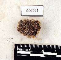 Plagiochasma cuneatum image