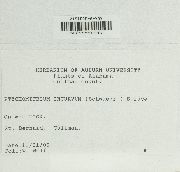 Ptychomitrium incurvum image