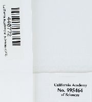 Hedwigia stellata image