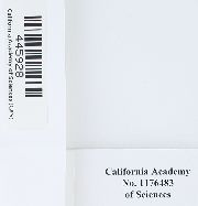 Pseudobraunia californica image