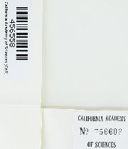 Claopodium bolanderi image