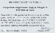 Claopodium whippleanum image