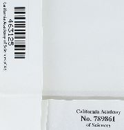 Antitrichia curtipendula image