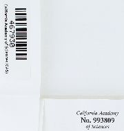 Epipterygium tozeri image