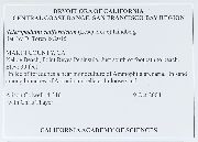 Scleropodium californicum image