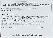 Lewinskya rupestris image
